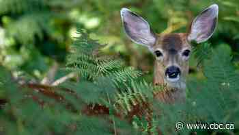 Sask. Wildlife Federation urging drivers to stay alert this fall