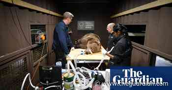 Brown bear in Kent recovering well after UK-first brain surgery