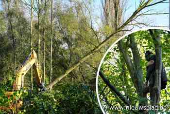 Veldslag om stukje bos in Gent gaat door: De Lijn laat bomen rooien, actievoerders proberen plannen tegen te houden