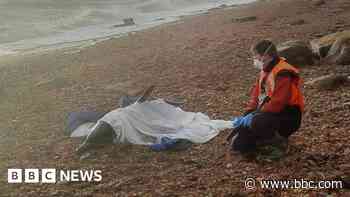 Dolphin released after rescue from violent waves