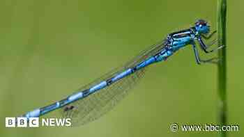 Peatland restoration helps rare species