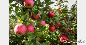 Zuid-Afrikaanse dominantie met Pink Lady groeit