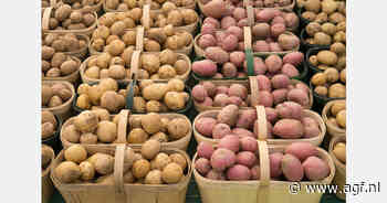 Keniaanse proef benadrukt voordelen van Solynta's aardappelrassen