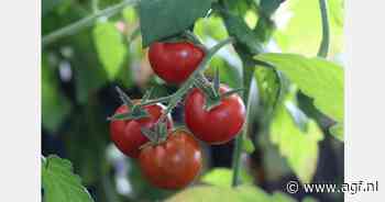 NVWA schort ToBRFV-maatregelen op teelt van tomaat en paprika op