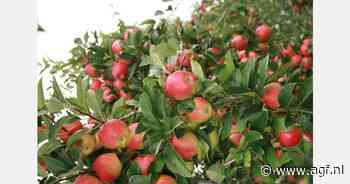 Thuisbakkers strijden om plek in landelijke finale voor beste appeltaart