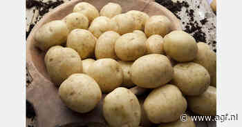 Aardappeloogsten in Noord-Frankrijk vertraagd door regen