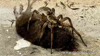Arachnophobes, look away now! Mum captures the 'absolutely insane' moment she discovered a huge spider devouring a MOUSE on her doorstep
