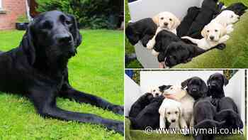 Paws-itively adorable! Labrador, Yuko, becomes the first Japanese dog to have a litter of guide dog puppies in the UK