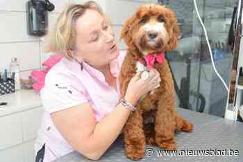 Joke heropent haar hondentrimsalon in Kruisem: “Ik miste de hondjes te hard”