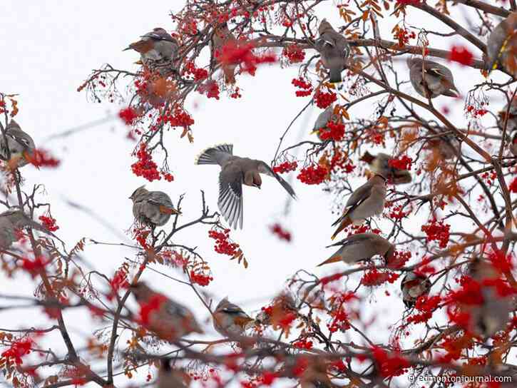 Growing Things: The lifespan of the mountain ash