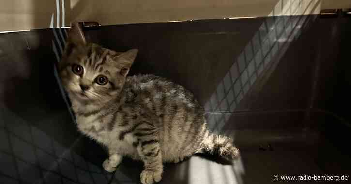 Feuerwehr holt Katze aus Motorraum von eigenem Fahrzeug