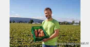 Biologische zoete aardappeloogst van start bij Duitse coöperatie