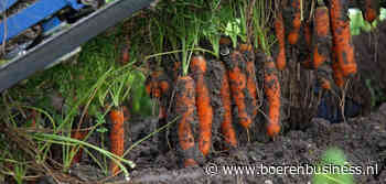 Opbrengst eerst gerooide bewaarpeen valt niet tegen
