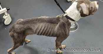 Woman left starving dog on balcony of her south east London flat
