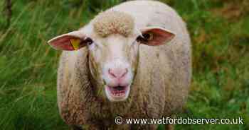 Deadly bluetongue virus found in Hertfordshire cattle