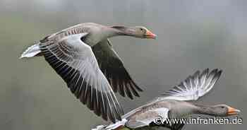 Landkreis Lichtenfels zieht Zwischenbilanz zu Projekt "Wildgänsemanagement"