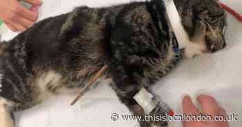 Plumstead cat ‘narrowly’ avoids death after being skewered by 10-inch cane in chest