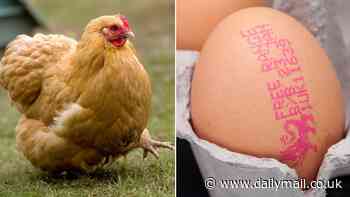 Which came first, the chicken or the egg? Scientists FINALLY settle the debate