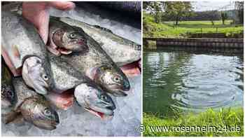 Dreister Fisch-Dieb schlägt erneut in Griesstätt zu: Das vermutet Polizei - und appelliert an Jäger