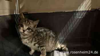 Einsatz für vier Pfoten: Feuerwehr holt Katze aus Motorraum von eigenem Fahrzeug