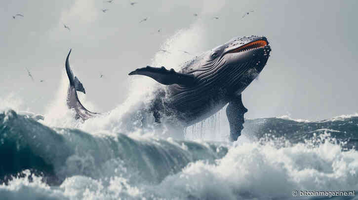 Crypto whale verliest $35 miljoen aan tokens na phishing aanval
