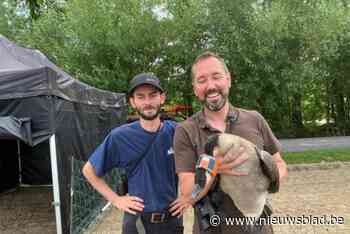 Groot onderzoek naar gedrag van ganzen met drones en gps-zendertjes: “Maar ook keutels tellen”