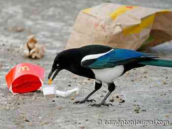 Magpies? Blue Jays? Chickadees? Which should be Edmonton's bird?