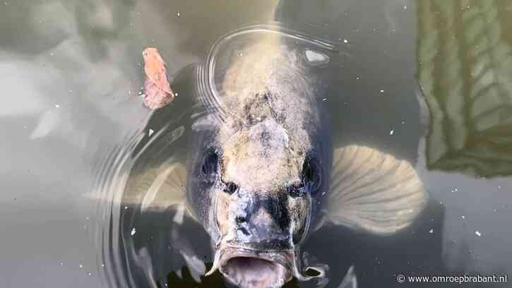 #FreeEgbert: Internet leeft mee met 'dikke, celibataire' universiteitsvis