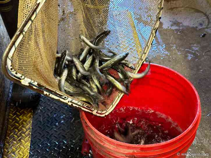 DNR fish hatcheries prepare for important October stockings