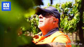 South Australian wine growers plead for help as frost 'disaster' hits 80 per cent of grapes