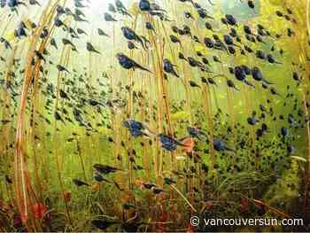 Tadpole photo wins Nanaimo man Wildlife Photographer of the Year