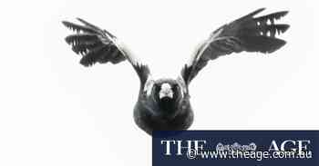 The Age photos of the week, October 12, 2024