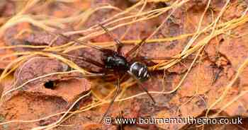 Map reveals every sighting of the venomous false widow spider in the UK