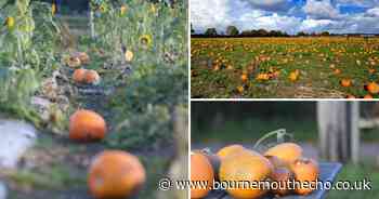 Best PYO pumpkin patches you need to visit in Dorset for Halloween 2024