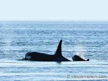 New baby orca spotted off Vancouver Island looking sick and 'emaciated'