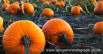 Places to go pumpkin picking as Halloween approaches