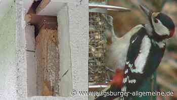 Spechtproblem in der Region: Vögel hämmern Löcher in Hausfassaden