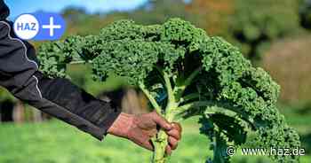 Hier gibt es die besten Grünkohl-Gerichte in Hannover