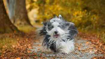 Who let the Dogs Out? Das sind süßesten Hunde aus dem Landkreis Landsberg