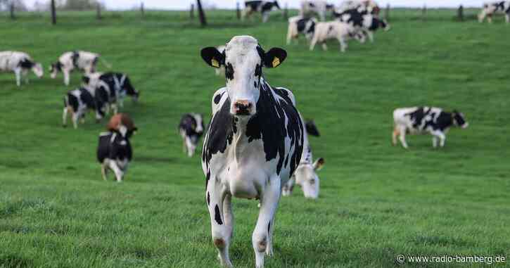 Mann mit Hund von Kuh angegriffen und verletzt