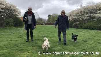 Wie tickt der Hund? Ein Lernprogramm für Kinder in Peine