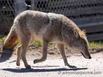 Edmonton park rangers shooting plastic bullets at aggressive coyotes