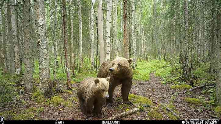 It's not just Fat Bear Week in Alaska. Trail cameras are also capturing wolves, moose and more
