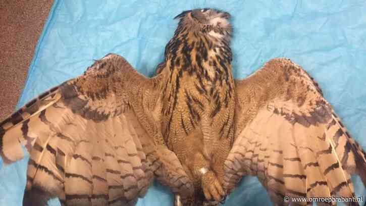 Grote politiecontrole wordt enorme oehoe fataal: dier knalt tegen busje aan