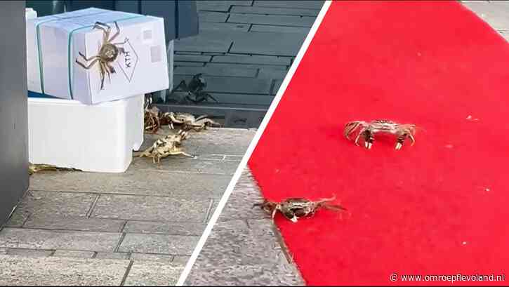 Almere - Tientallen krabben ontsnapt bij Koreaans restaurant in Almere