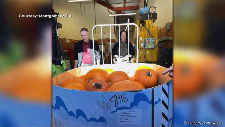 Hundreds of free pumpkins being handed out at 'Monty’s Pumpkin Patch' as community bounces back