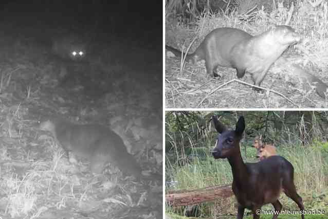 Zeldzame beelden tonen otter in Willebroeks natuurgebied: ook schattige reetjes en nieuwsgierige vos gespot