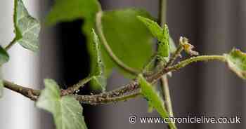'Kill' houseplant bugs using 30p household staple you probably already have