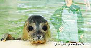 ‘We logen alles bij elkaar’: de bizarre bekentenis achter de ontsnapping van zeehond Hannes