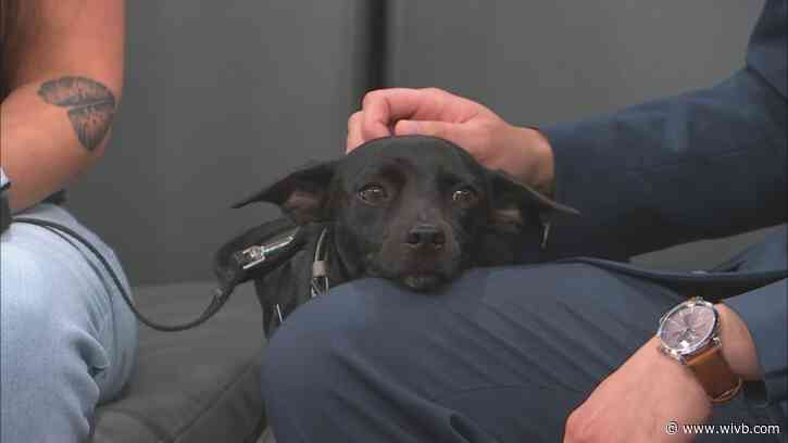 Sweet Charlie is easy-going and well-trained